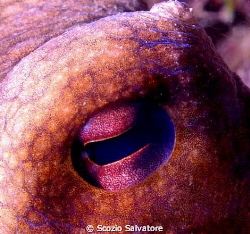 octopus particolare occhio by Scozio Salvatore 